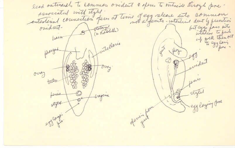 index card