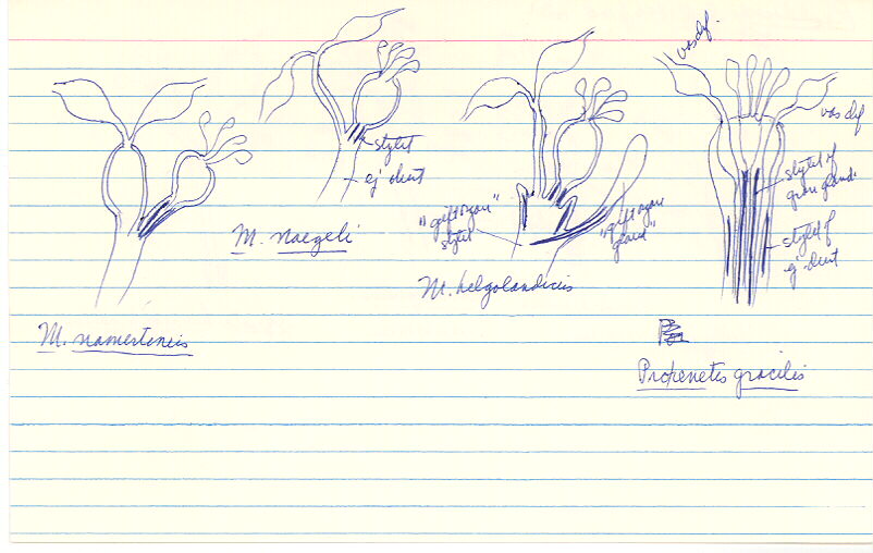 index card