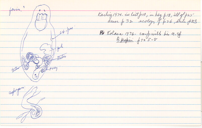 index card