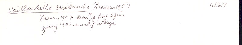 index card