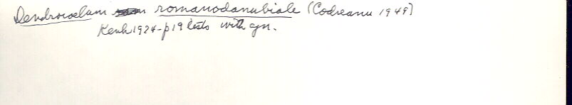 index card