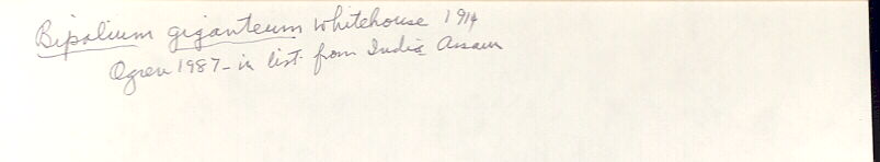 index card