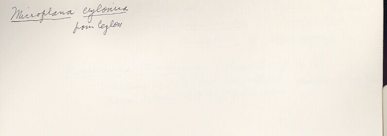 index card